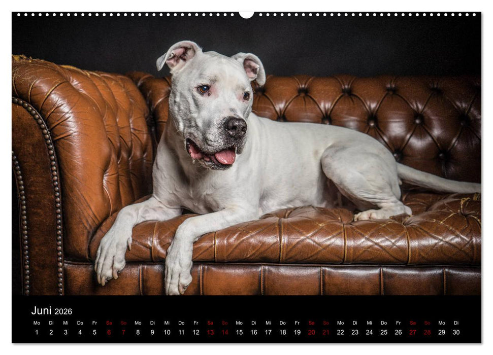 DOGO ARGENTINO (CALVENDO Premium Wandkalender 2026)