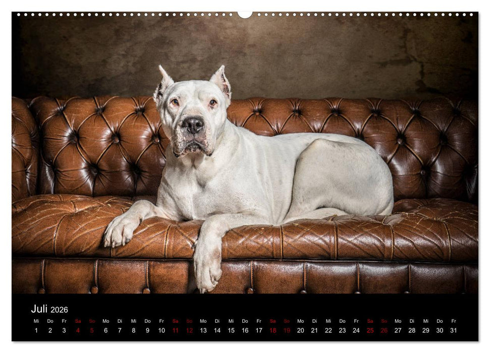 DOGO ARGENTINO (CALVENDO Premium Wandkalender 2026)