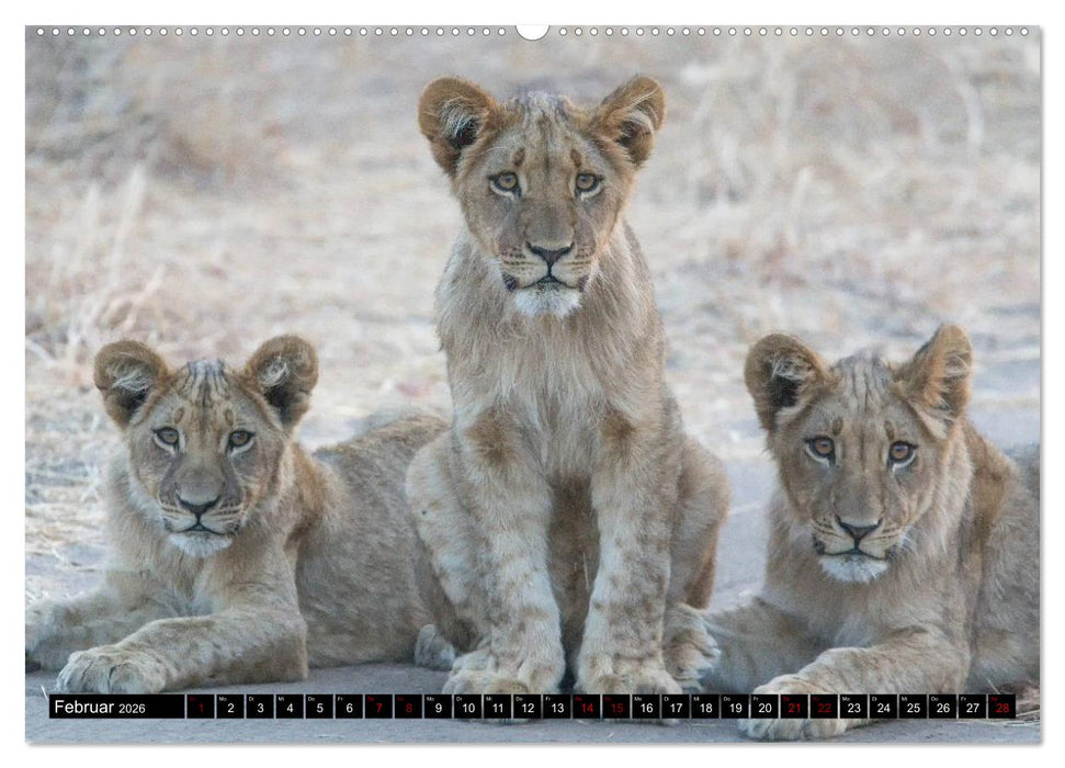 Faszination Simbabwe (CALVENDO Premium Wandkalender 2026)