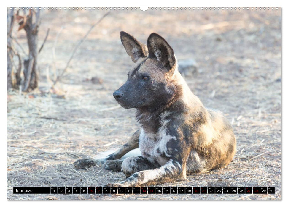 Faszination Simbabwe (CALVENDO Premium Wandkalender 2026)