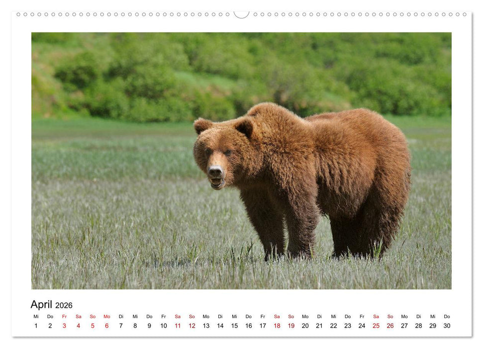 Braunbären in Alaska (CALVENDO Premium Wandkalender 2026)