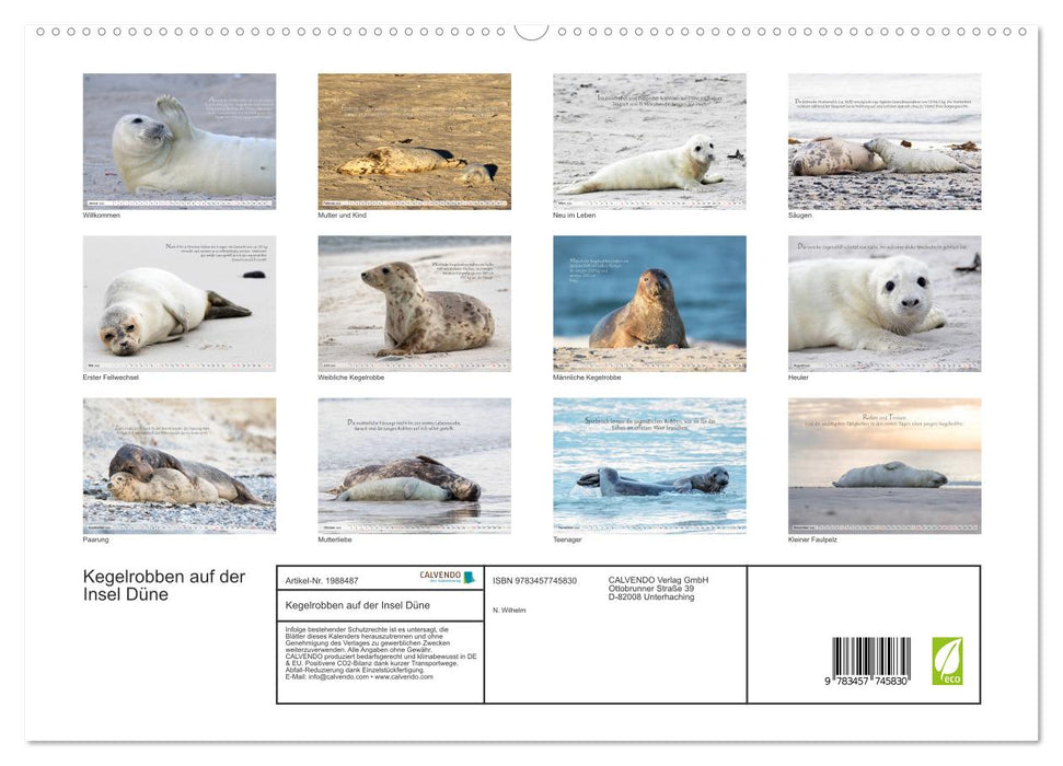 Kegelrobben auf der Insel Düne (CALVENDO Premium Wandkalender 2026)