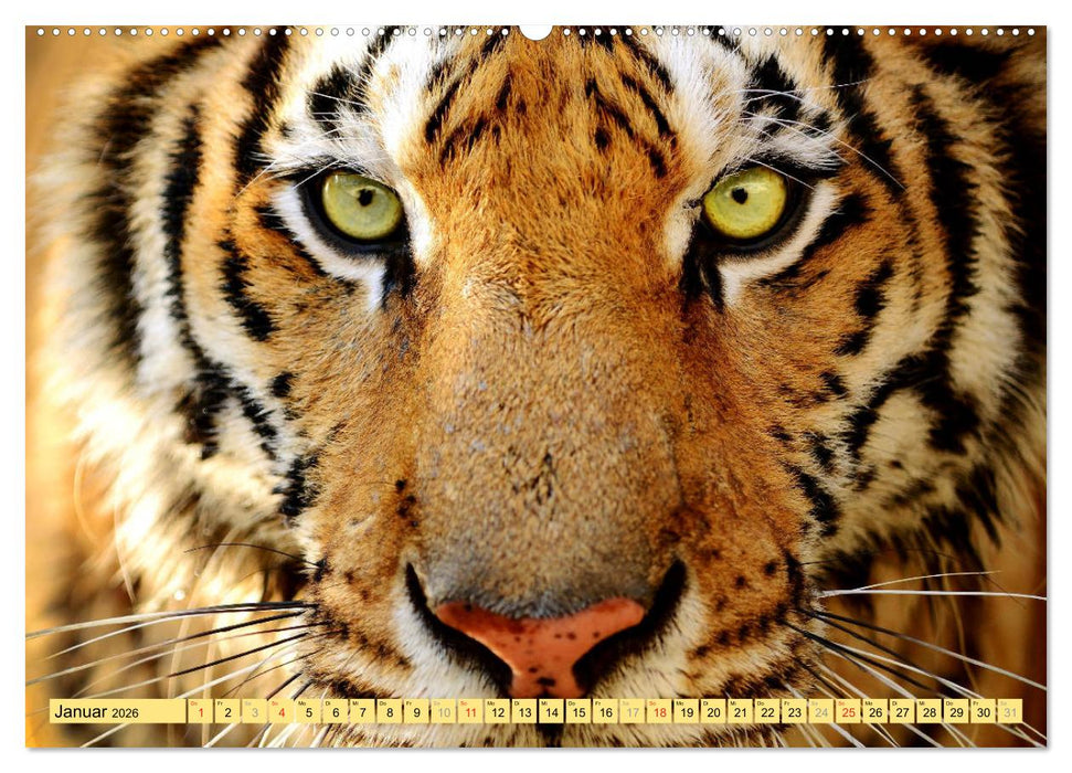 Tiere Schau mir in die Augen (CALVENDO Premium Wandkalender 2026)