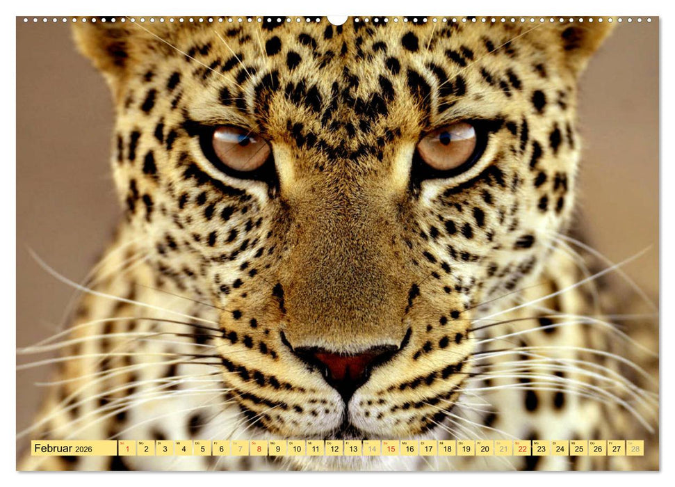 Tiere Schau mir in die Augen (CALVENDO Premium Wandkalender 2026)