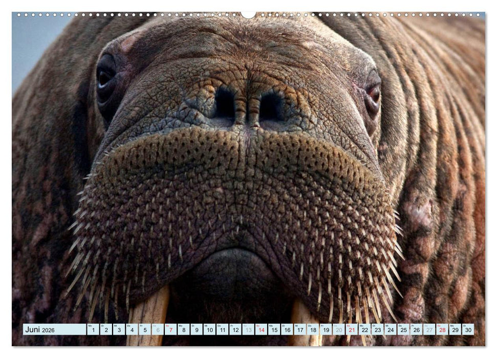 Tiere Schau mir in die Augen (CALVENDO Premium Wandkalender 2026)