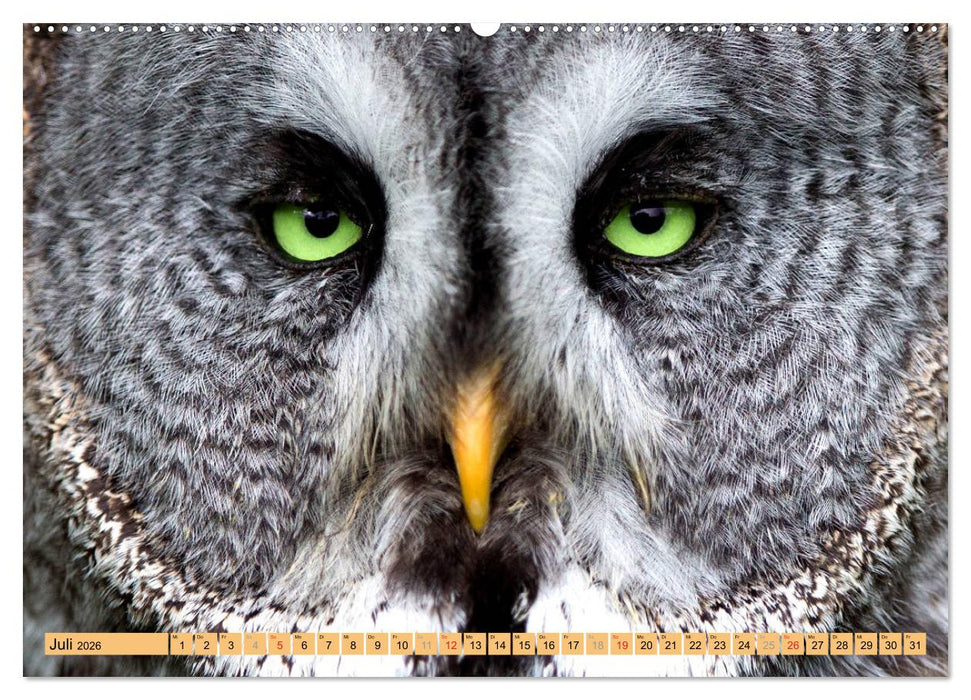 Tiere Schau mir in die Augen (CALVENDO Premium Wandkalender 2026)