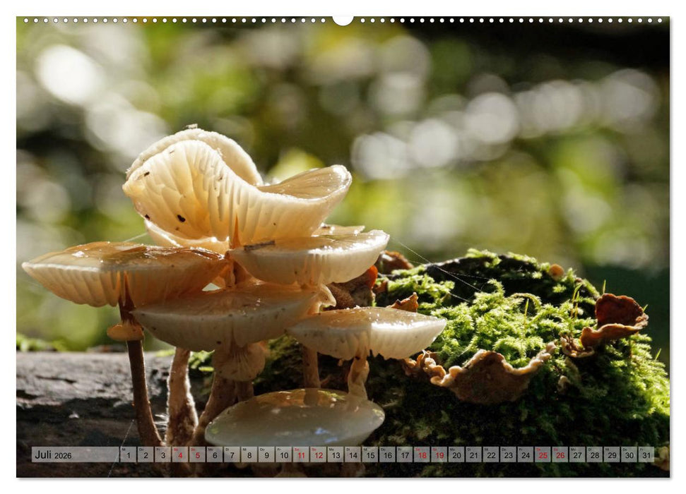 Der Hainich in Thüringen - Weltnaturerbe (CALVENDO Premium Wandkalender 2026)