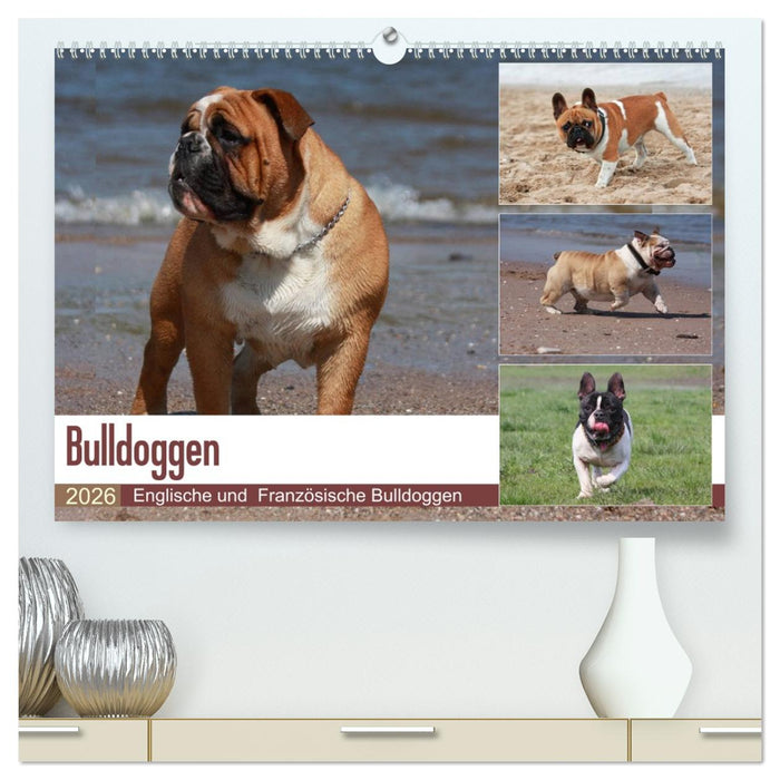 Bulldoggen - Englische und Französische Bulldoggen (CALVENDO Premium Wandkalender 2026)