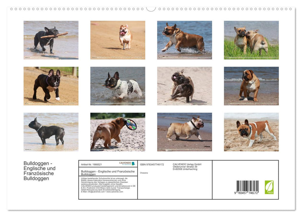 Bulldoggen - Englische und Französische Bulldoggen (CALVENDO Premium Wandkalender 2026)