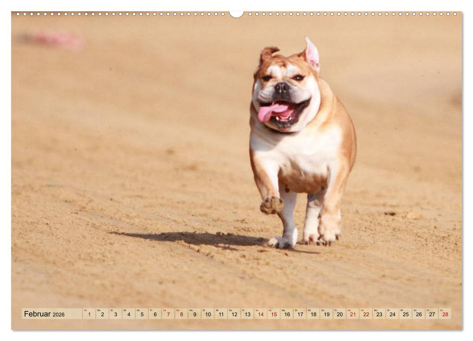 Bulldoggen - Englische und Französische Bulldoggen (CALVENDO Premium Wandkalender 2026)