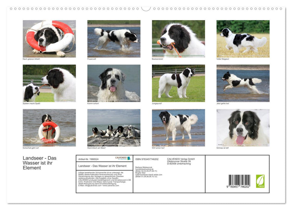 Landseer - Das Wasser ist ihr Element (CALVENDO Premium Wandkalender 2026)