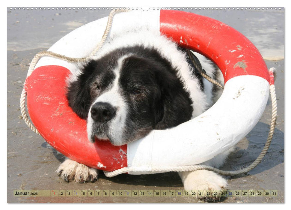 Landseer - Das Wasser ist ihr Element (CALVENDO Premium Wandkalender 2026)