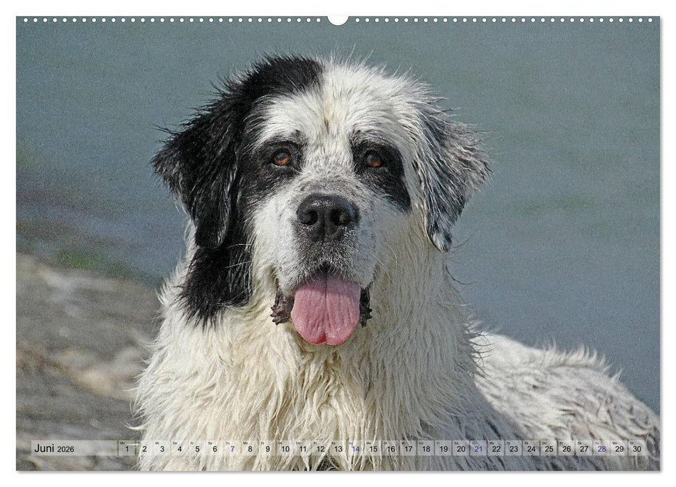 Landseer - Das Wasser ist ihr Element (CALVENDO Premium Wandkalender 2026)