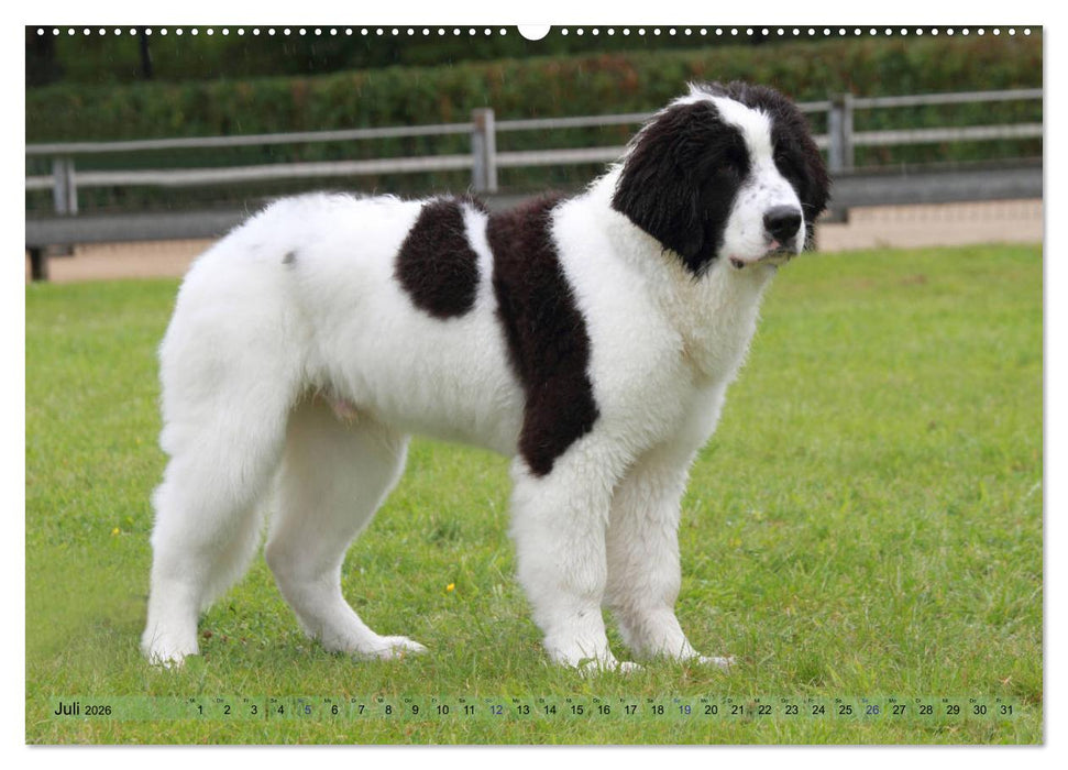 Landseer - Das Wasser ist ihr Element (CALVENDO Premium Wandkalender 2026)