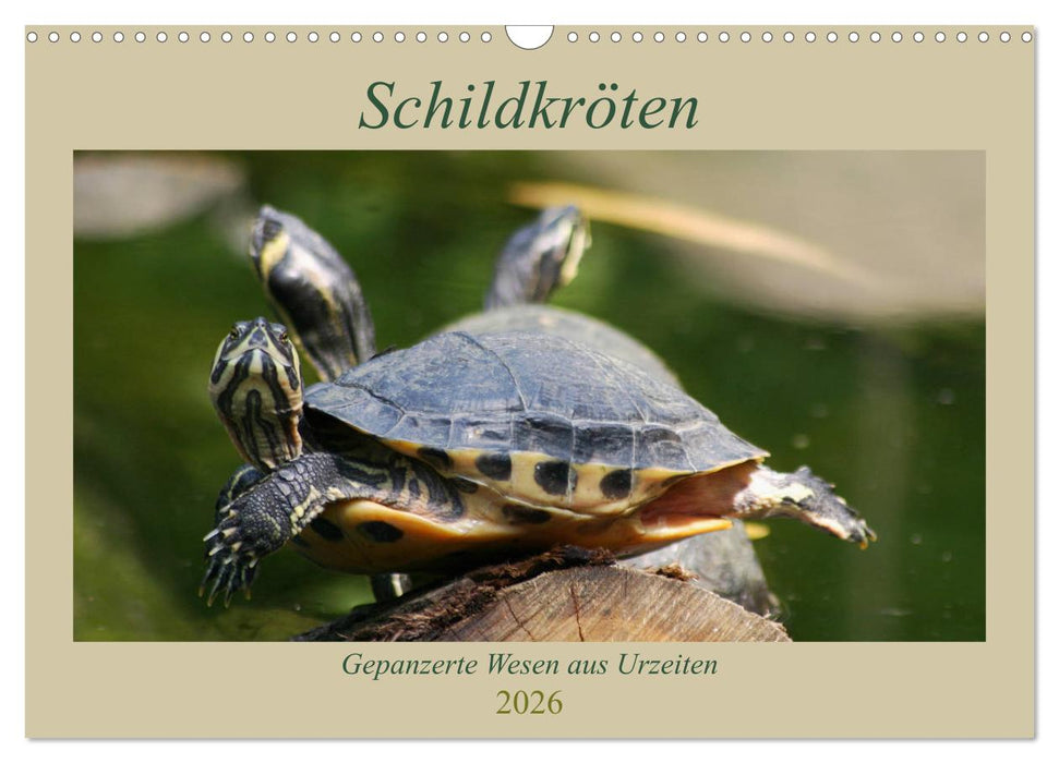 Schildkröten - Gepanzerte Wesen aus Urzeiten (CALVENDO Wandkalender 2026)