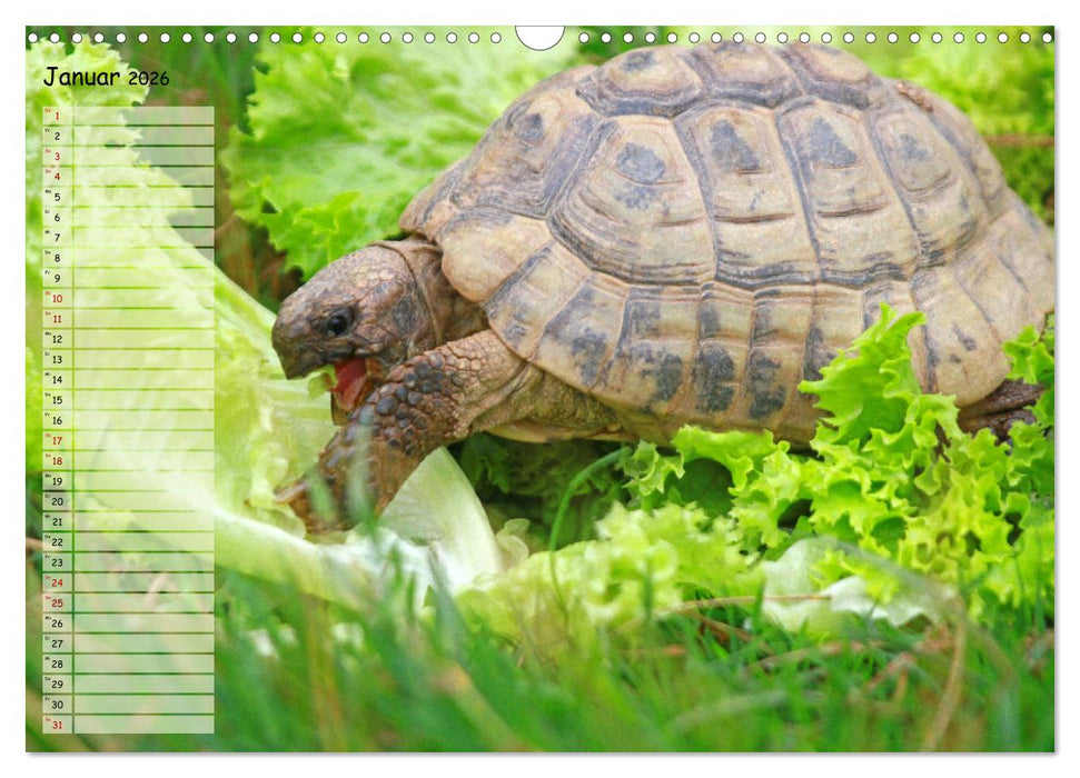 Schildkröten - Gepanzerte Wesen aus Urzeiten (CALVENDO Wandkalender 2026)
