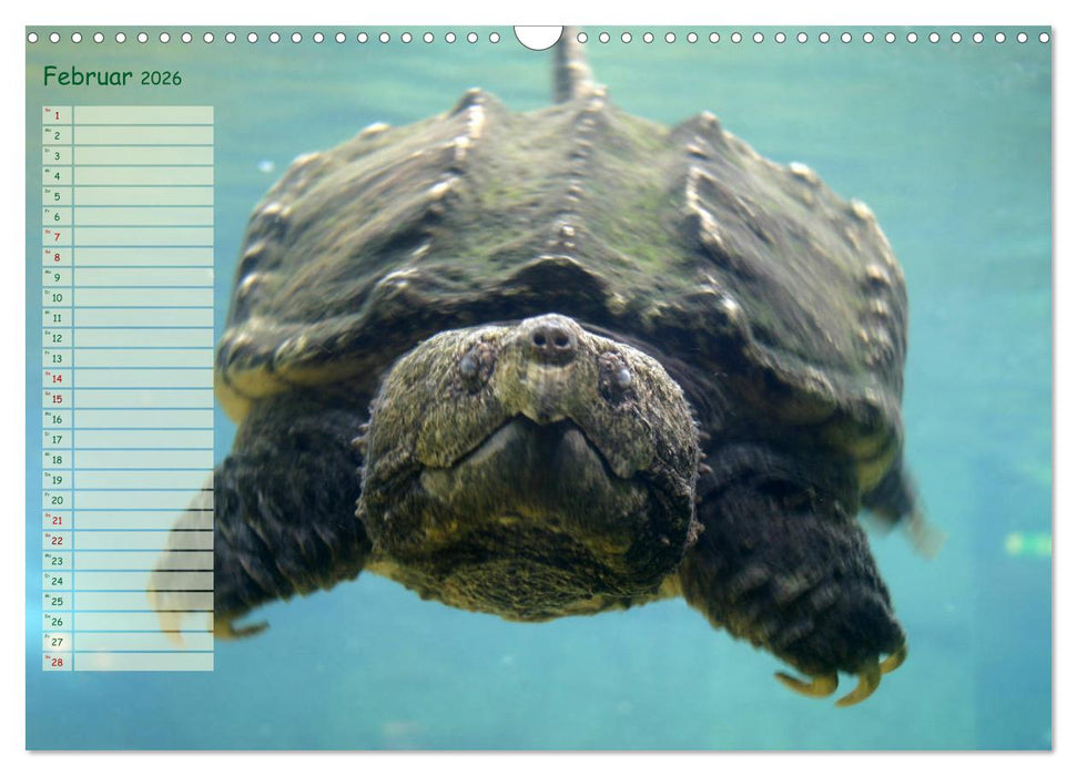 Schildkröten - Gepanzerte Wesen aus Urzeiten (CALVENDO Wandkalender 2026)