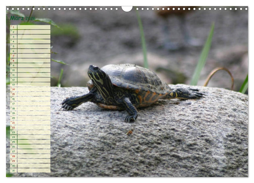 Schildkröten - Gepanzerte Wesen aus Urzeiten (CALVENDO Wandkalender 2026)