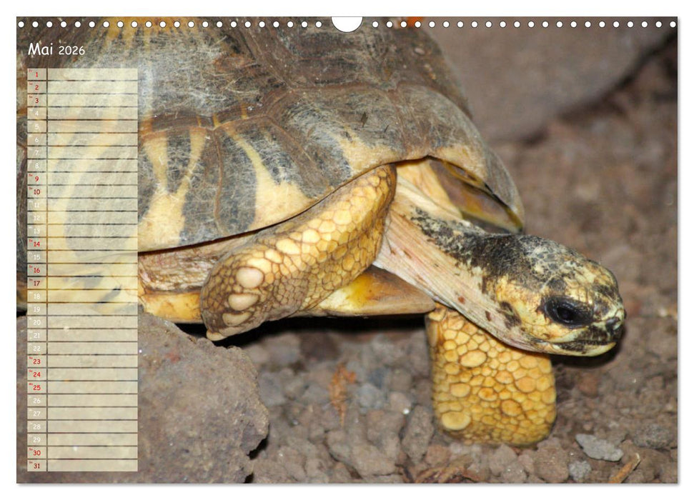 Schildkröten - Gepanzerte Wesen aus Urzeiten (CALVENDO Wandkalender 2026)