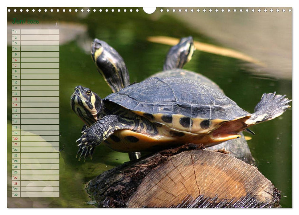 Schildkröten - Gepanzerte Wesen aus Urzeiten (CALVENDO Wandkalender 2026)