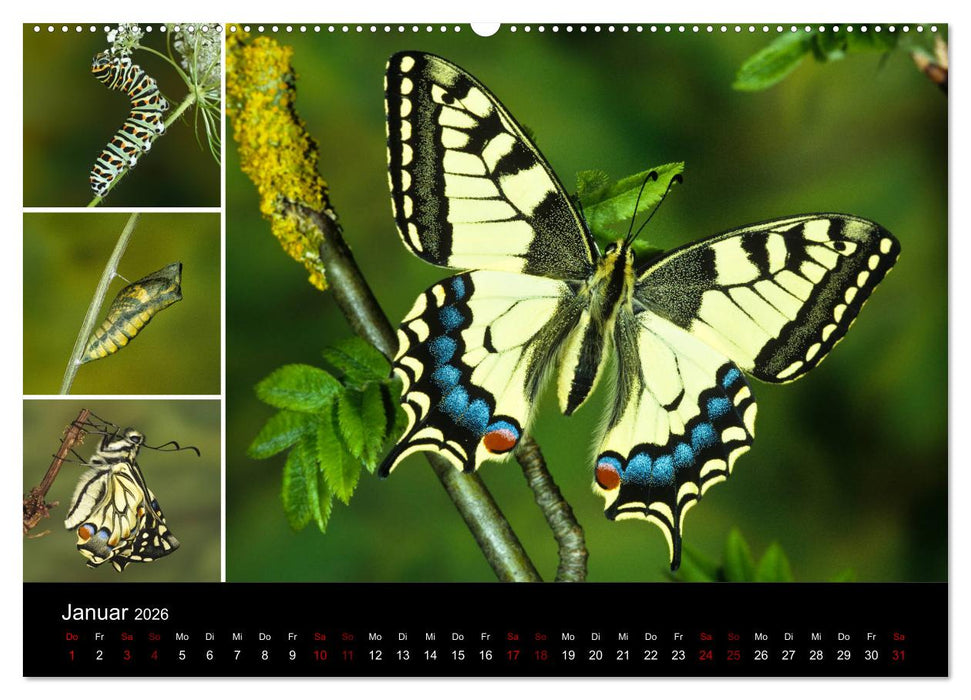 Schmetterlinge - Wunder der Verwandlung (CALVENDO Premium Wandkalender 2026)