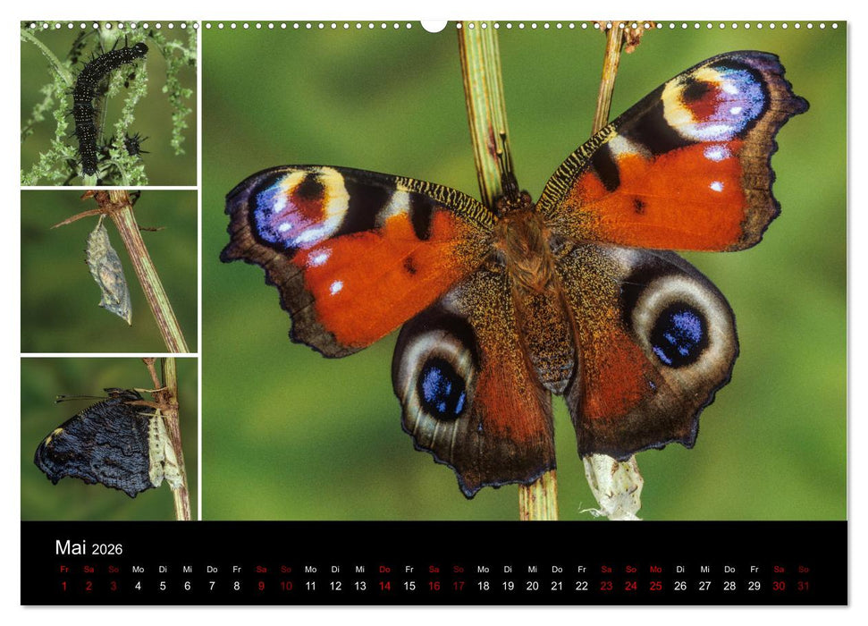 Schmetterlinge - Wunder der Verwandlung (CALVENDO Premium Wandkalender 2026)
