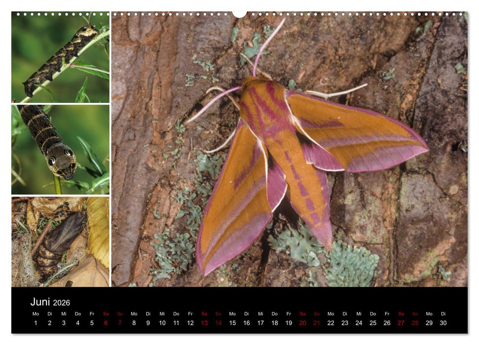 Schmetterlinge - Wunder der Verwandlung (CALVENDO Premium Wandkalender 2026)
