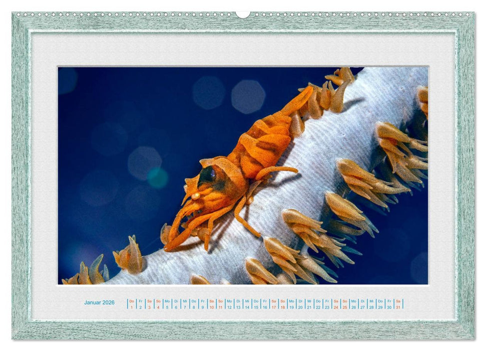 Faszination Unterwasserwelten (CALVENDO Wandkalender 2026)