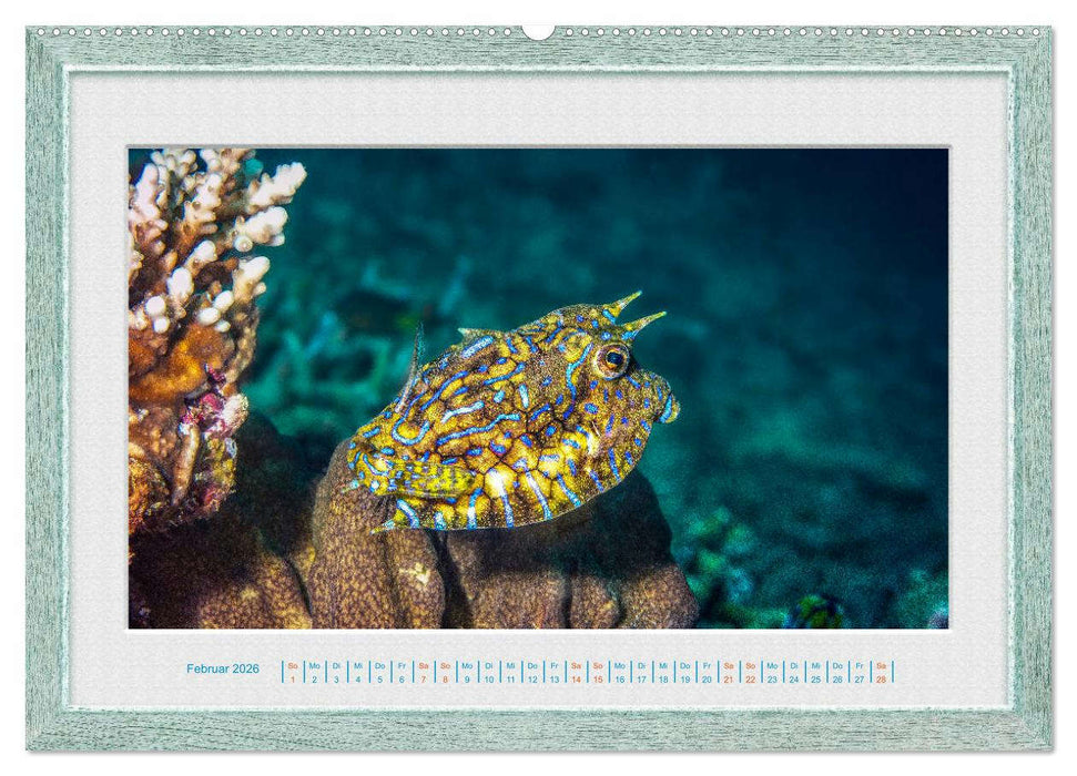 Faszination Unterwasserwelten (CALVENDO Wandkalender 2026)