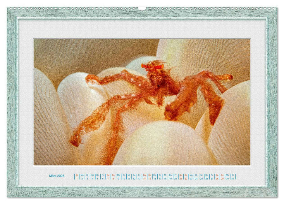 Faszination Unterwasserwelten (CALVENDO Wandkalender 2026)