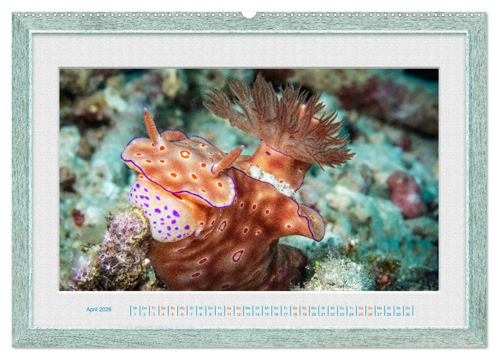 Faszination Unterwasserwelten (CALVENDO Wandkalender 2026)