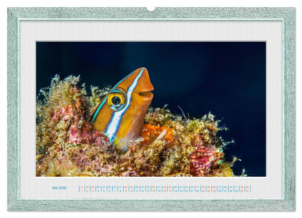 Faszination Unterwasserwelten (CALVENDO Wandkalender 2026)
