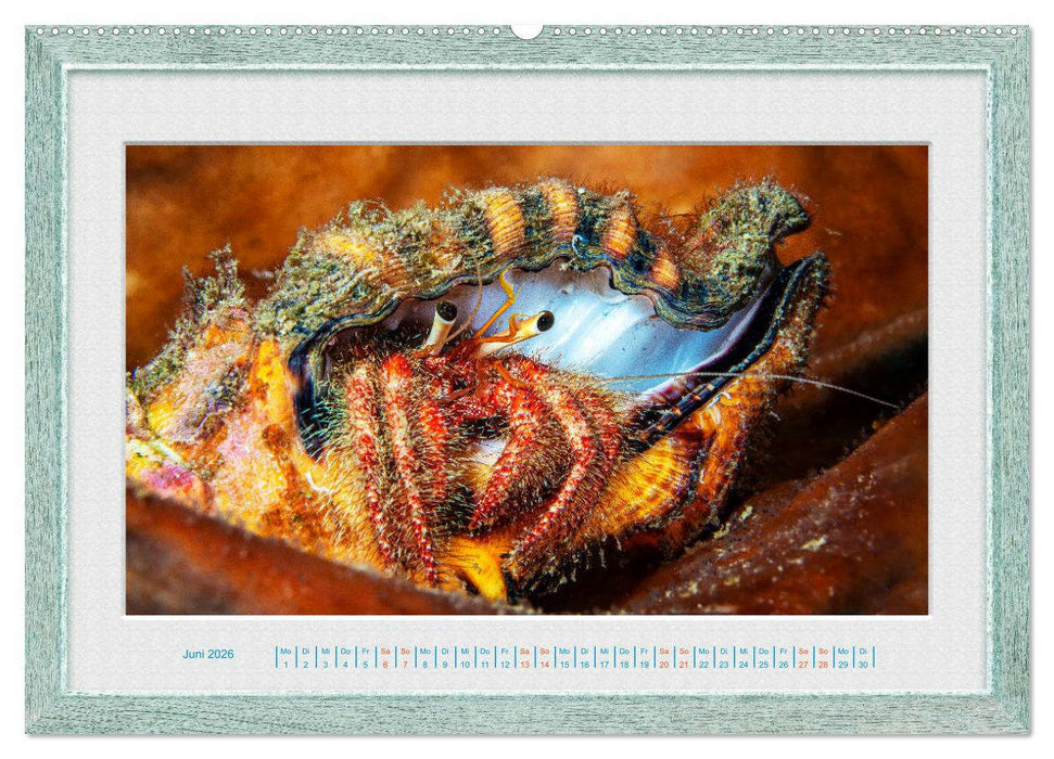 Faszination Unterwasserwelten (CALVENDO Wandkalender 2026)