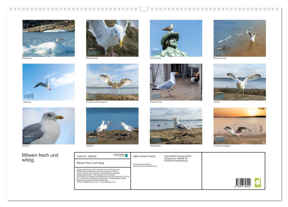 Möwen frech und witzig (CALVENDO Wandkalender 2026)