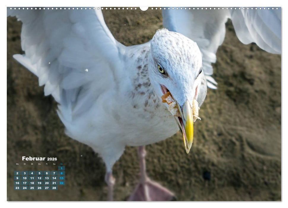 Möwen frech und witzig (CALVENDO Wandkalender 2026)