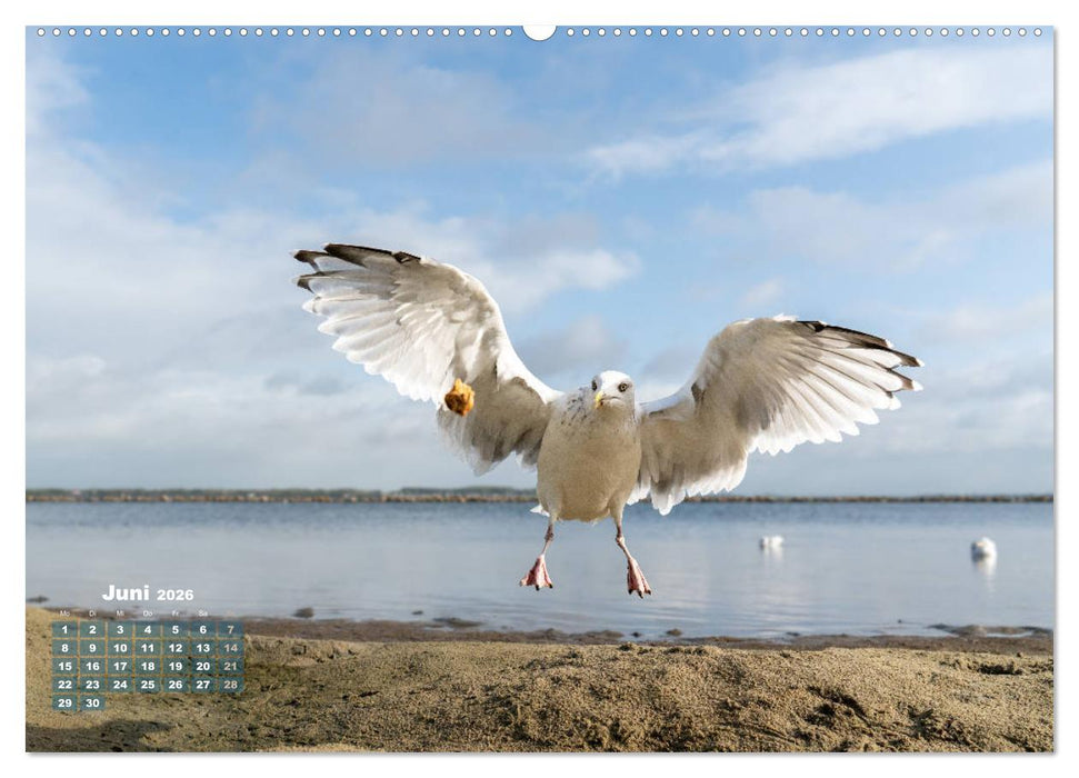 Möwen frech und witzig (CALVENDO Wandkalender 2026)
