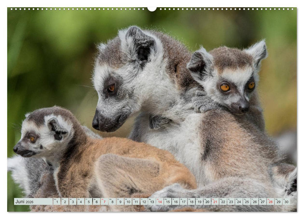 Makis ganz süss (CALVENDO Premium Wandkalender 2026)