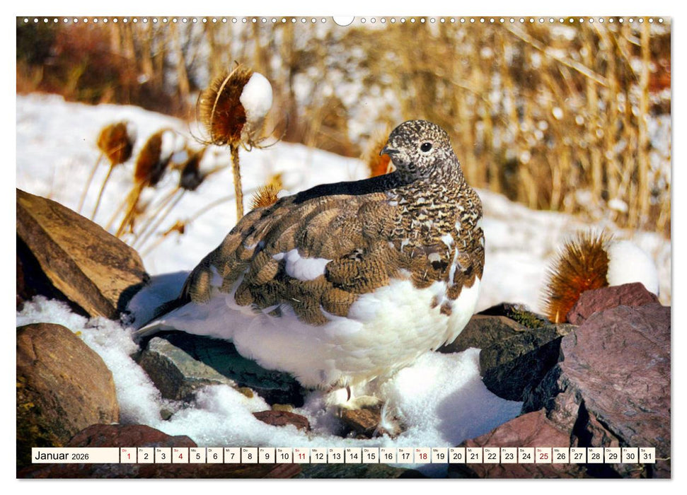Faszinierende Hühnervögel (CALVENDO Premium Wandkalender 2026)