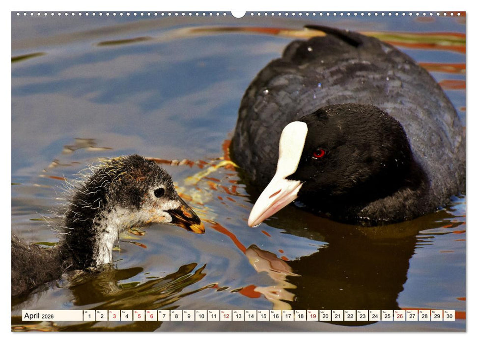 Faszinierende Hühnervögel (CALVENDO Premium Wandkalender 2026)