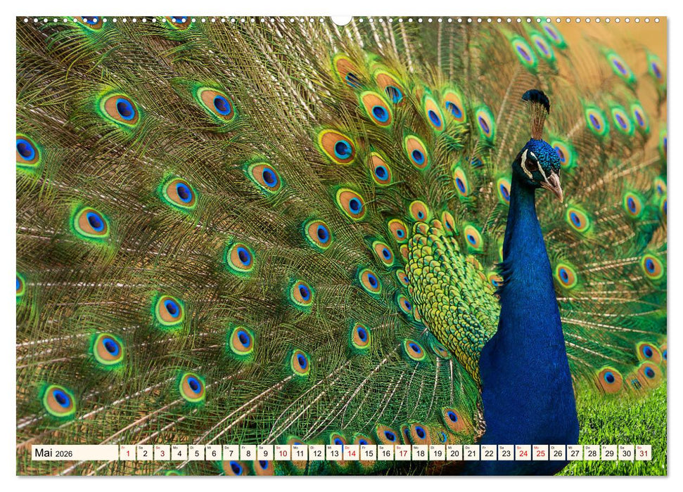 Faszinierende Hühnervögel (CALVENDO Premium Wandkalender 2026)