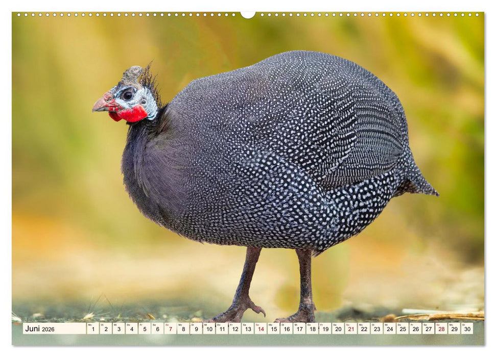 Faszinierende Hühnervögel (CALVENDO Premium Wandkalender 2026)