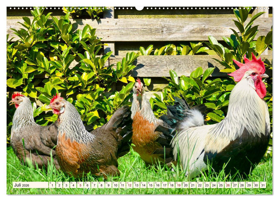 Faszinierende Hühnervögel (CALVENDO Premium Wandkalender 2026)