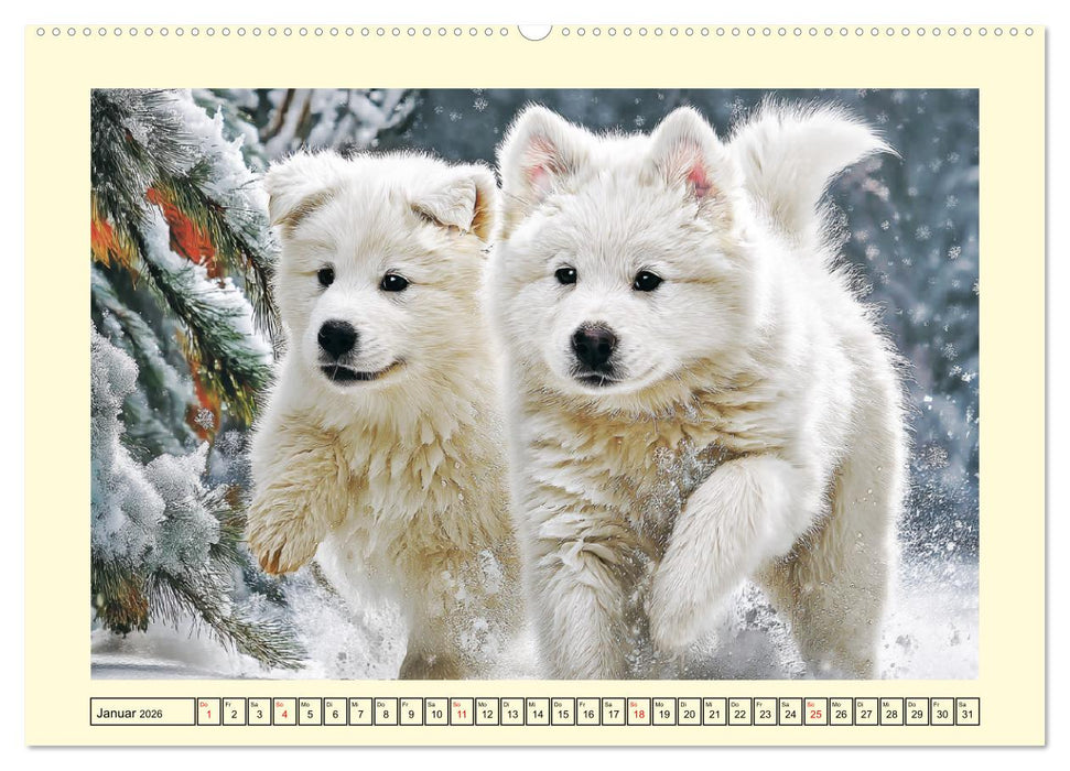 Flauschige Samojeden. Zauberhafte Wolken auf vier Pfoten (CALVENDO Wandkalender 2026)