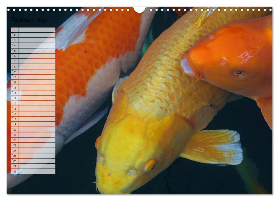 Koikichi Kalender 2026 (CALVENDO Wandkalender 2026)