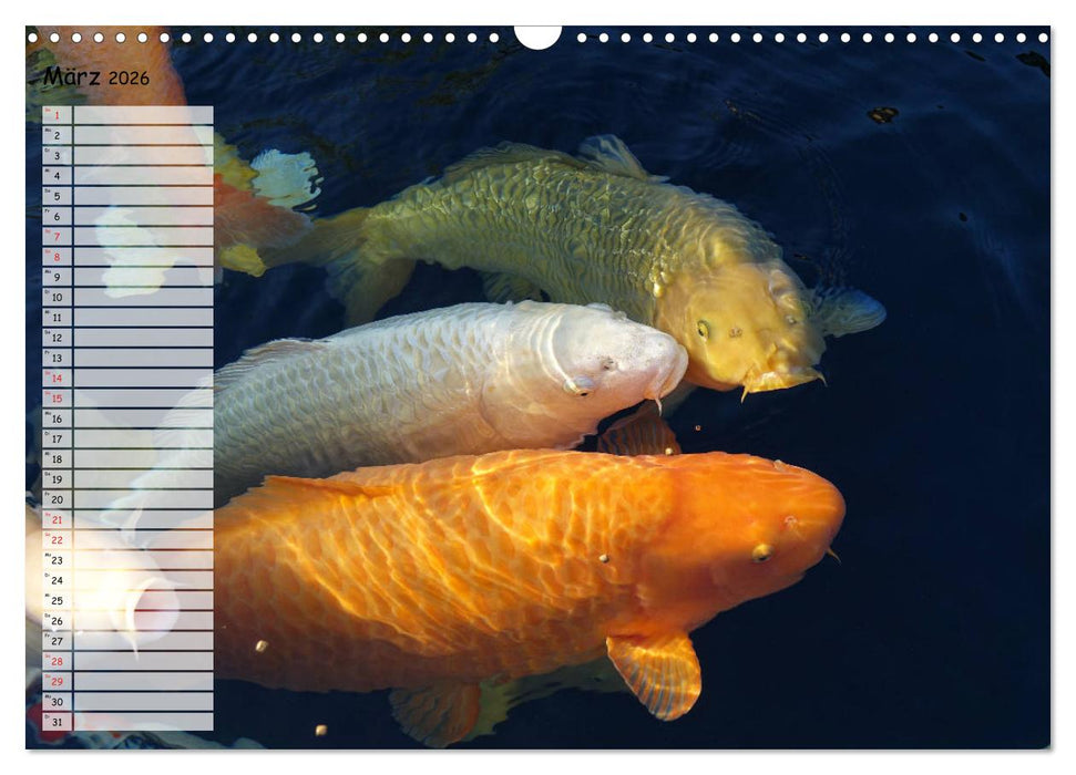 Koikichi Kalender 2026 (CALVENDO Wandkalender 2026)