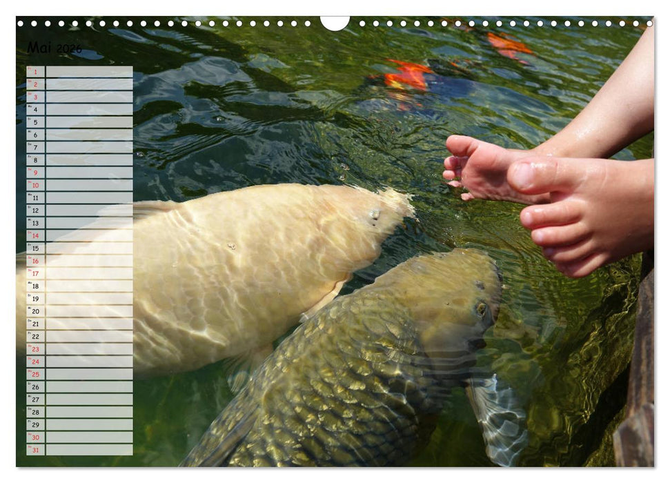 Koikichi Kalender 2026 (CALVENDO Wandkalender 2026)