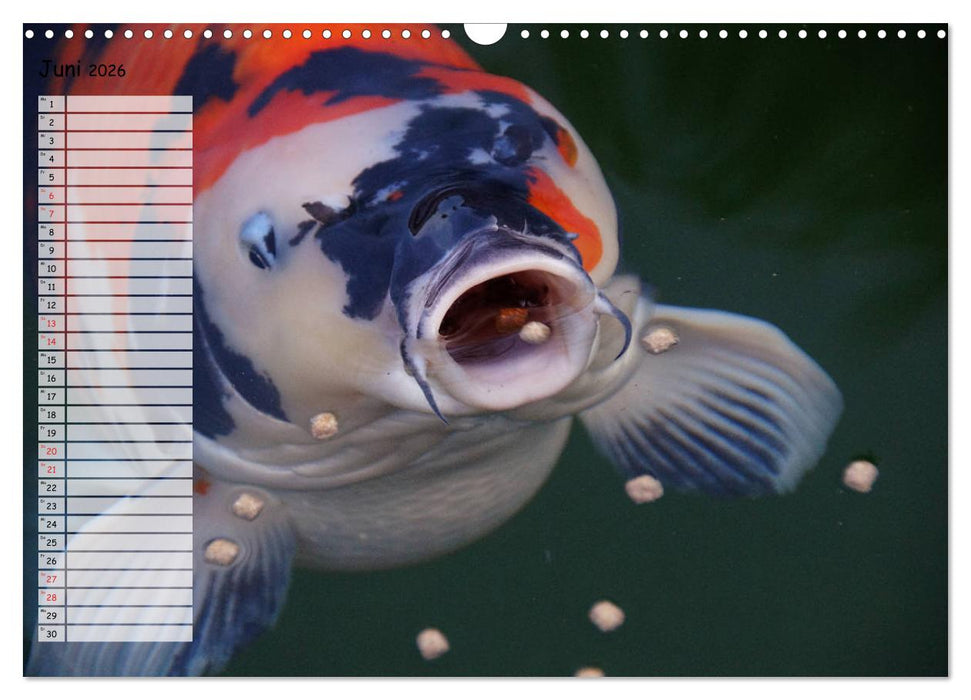 Koikichi Kalender 2026 (CALVENDO Wandkalender 2026)