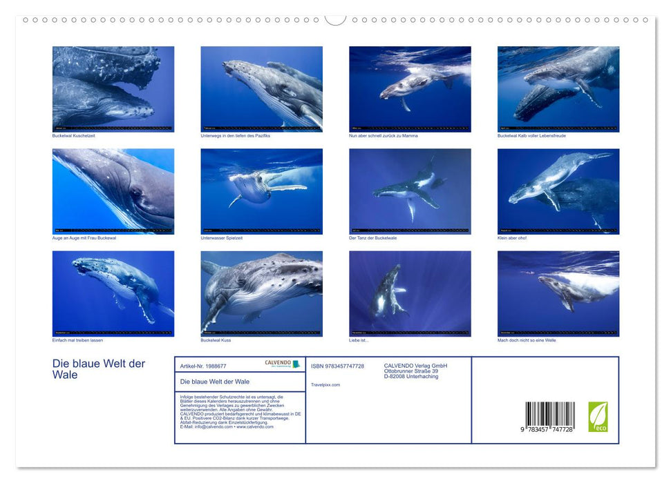 Die blaue Welt der Wale (CALVENDO Premium Wandkalender 2026)