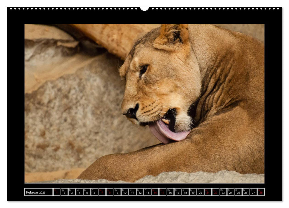 Tiger, Löwe und Co. (CALVENDO Premium Wandkalender 2026)