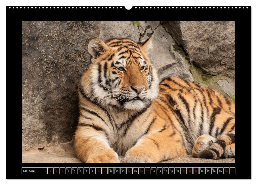Tiger, Löwe und Co. (CALVENDO Premium Wandkalender 2026)